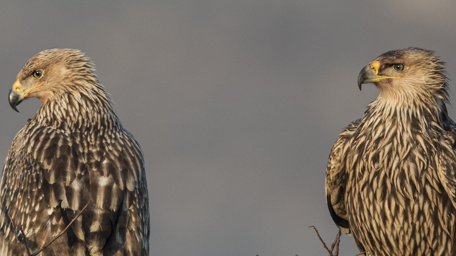Imperial Eagle